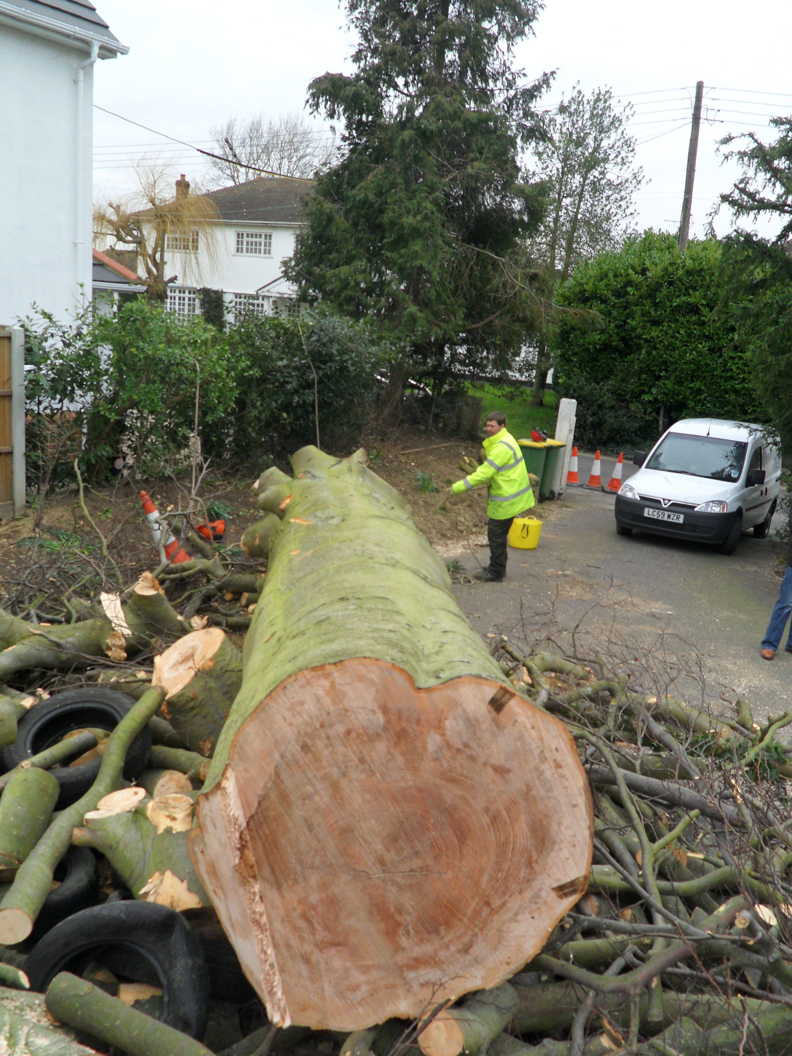 Beech Tree Removal In Rayleigh Essex