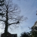 Beech Tree Removal In Rayleigh Essex