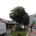 Commercial Tree Reduction In London