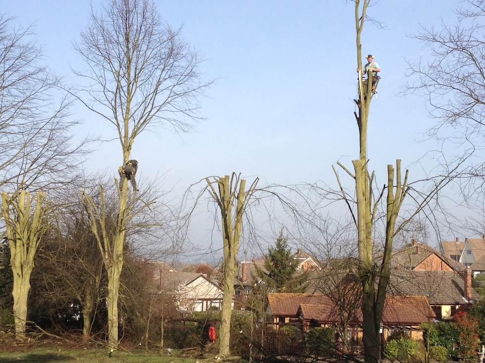 Tree Reduction In Rayleigh Essex