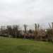 Tree Reduction In Rayleigh Essex