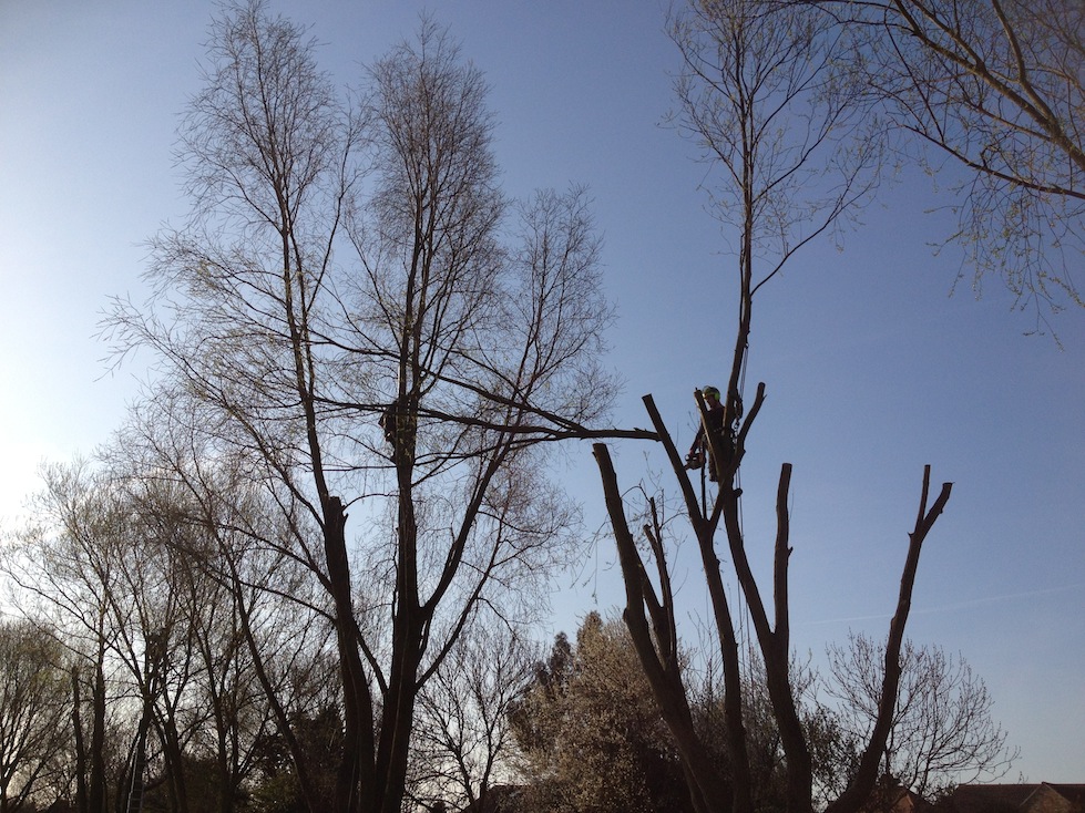 Willow Tree Pollarding in Rayleigh Essex