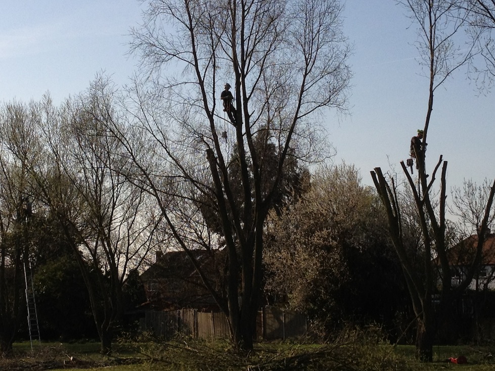 Willow Tree Pollarding in Rayleigh Essex