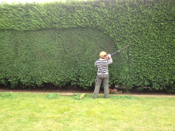 Hedge Trimming in Southend