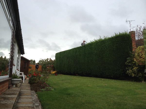 Hedge Trimming in Southend