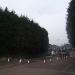 Hedge Trimming Wickford Essex