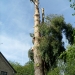 Pine Tree Removal In Brentwood