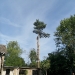 Pine Tree Removal In Brentwood