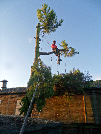 Roof & Building Tree Clearance