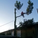 Roof & Building Tree Clearance