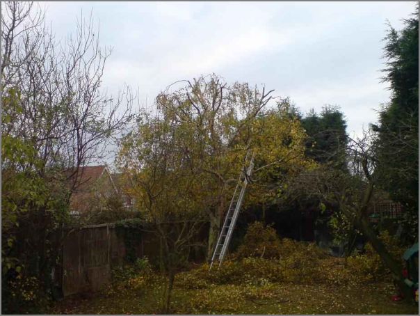 Tree Reduction In Hockley