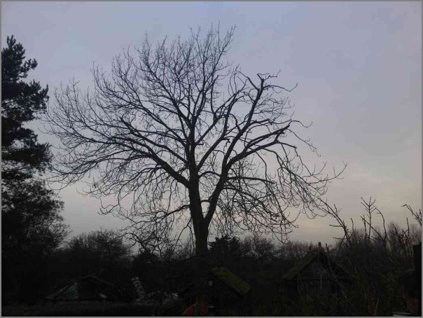 Tree Reduction In Wickford
