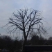 Tree Reduction In Wickford