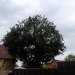 Tree Reduction In Rayleigh