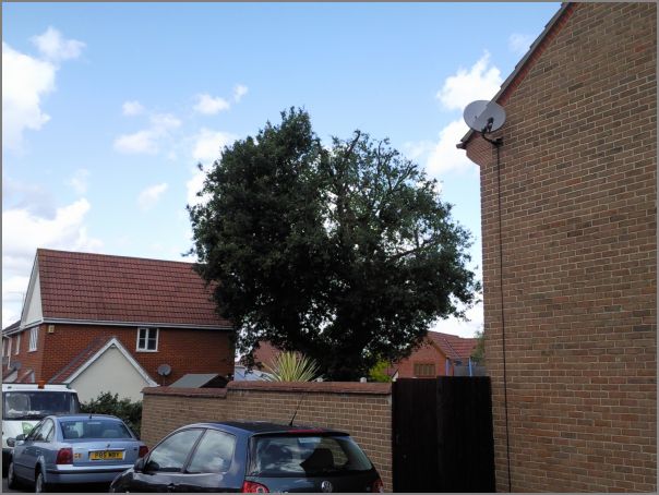 Tree Reduction In Rayleigh