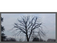 Tree Reduction Case Study 1