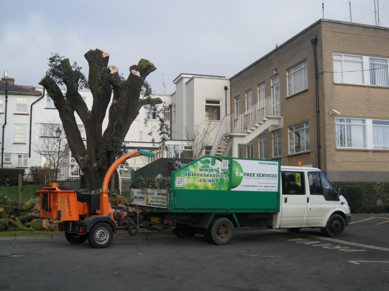 Why it’s best to use professionals when cutting back trees T.H Tree